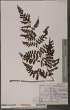 Cornopteris fluvialis (Hayata) Tagawa js