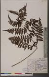 Cornopteris fluvialis (Hayata) Tagawa js