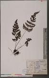 Cornopteris fluvialis (Hayata) Tagawa js