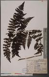 Cornopteris fluvialis (Hayata) Tagawa js