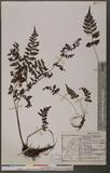 Cornopteris fluvialis (Hayata) Tagawa js