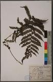 Lunathyrium pycnosorum (Christ) Koidz. ȿ\