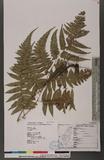 Dryopteris