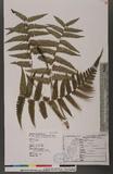 Dryopteris