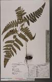 Dryopteris