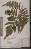 Dryopteris