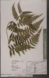 Dryopteris