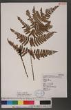 Dryopteris labordei (Christ) C. Chr. 