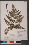 Dryopteris labordei (Christ) C. Chr. 