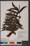 Polystichum kodamae Tagawa ɤտ