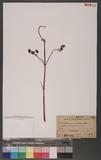 Patrinia villosa (Thunb.) Juss. ex DC. 毛敗醬