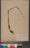 Patrinia scabiosaefolia Fischer ex Treviranus sޯ