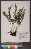 Asplenium cataractarum Rosenst rK