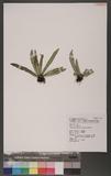 Asplenium griffithianum Hook. OK