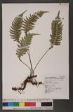 Blechnum melanopus Hook. nQ