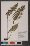 Blechnum melanopus Hook. nQ