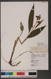Alpinia japonica (Thunb.) Miq. 饻