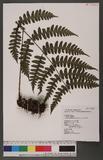 Cornopteris decurrenti-alatum (Hook.) Nakai s