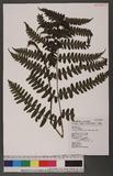 Cornopteris decurrenti-alatum (Hook.) Nakai s