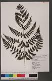 Cornopteris fluvialis (Hayata) Tagawa js