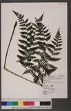 Cornopteris fluvialis (Hayata) Tagawa js