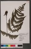 Cornopteris opaca (Don) Tagawa ¸s