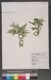 Selaginella repanda (Desv.) Spring f