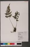 Cornopteris fluvialis (Hayata) Tagawa js