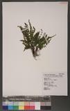 Asplenium incisum Thunb. YK