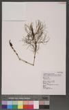 Equisetum sylvaticum L.