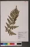 Dryopteris spinulosa (Muell.) Watt.