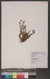 Dryopteris