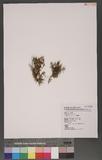 Selaginella rupestris (L. ) Spring