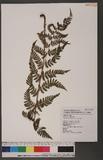 Dryopteris intermedia (Muhl. ex Willd.) A. Gray