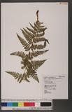 Dryopteris spinulosa (Muell.) Watt.