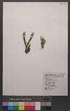 Lycopodium serratum Thunb. dh