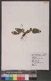 Quercifilix zeylanica (Houtt.) Copel. aտ