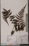 Athyrium