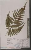 Dryopteris