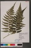 Dryopteris