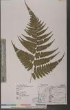 Dryopteris