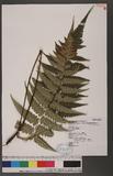 Dryopteris