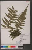 Dryopteris