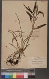 Dendrobium flaviflorum Hay.