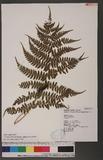 Athyrium arisanense (Hayata) Tagawa s\