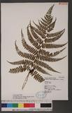 Athyrium subrigescens (Hayata) Hayata V\