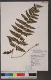 Dryopteris chrysocoma (Christ) C. Chr. 