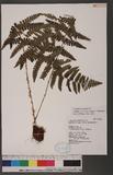 Dryopteris chrysocoma (Christ) C. Chr. 