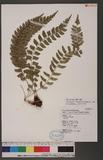 Polystichum obliquum (Don) Moore տ