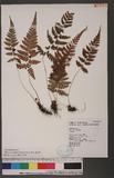 Athyrium arisanense (Hayata) Tagawa s\